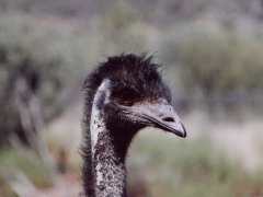 Porträt eines Emus Porträt eines Emus