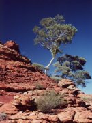 Ghost gum tree, Kings Canyon NP Ghost gum tree, Kings Canyon NP