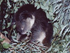 Koalabär im Eukalyptusbaum Koalabär im Eukalyptusbaum