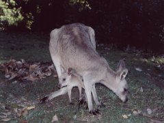 Graues Känguru mit Baby Graues Känguru mit Baby