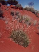 Spinifex grass, red center Spinifex grass, red center