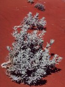 Contrasts in the red center Contrasts in the red center