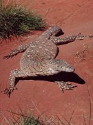 Riesenechse, genannt 'Goanna', im 'Reptile center' Alice Springs Riesenechse, genannt 'Goanna', im 'Reptile center' Alice Springs