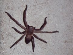 Junge 'Huntsmen' Spinnenweibchen, 10 cm Durchmesser Junge 'Huntsmen' Spinnenweibchen, 10 cm Durchmesser