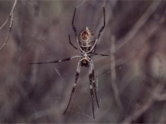 Eine Art Goldnetz-Spinne, Ayers Rock Eine Art Goldnetz-Spinne, Ayers Rock