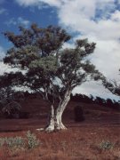 Red gum, Flinders Rages NP Red gum, Flinders Rages NP