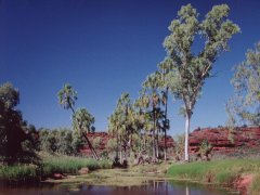 Red cabbage palms, Palm Valley NP Red cabbage palms, Palm Valley NP