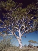 Ghost gums, Easter McDonell Range Ghost gums, Easter McDonell Range