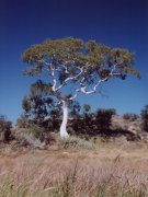 Ghost gum, Easter McDonell Range Ghost gum, Easter McDonell Range