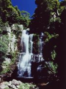 Wasserfall, Minnamurra Rainforest NP Wasserfall, Minnamurra Rainforest NP