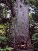 Huge, old kauri tree