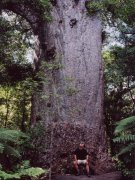 Grosser, alter Kauri-Baum Grosser, alter Kauri-Baum