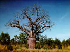 Bailey's boab tree