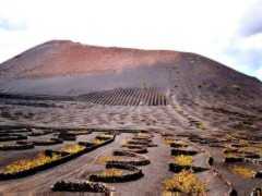 Vineyard