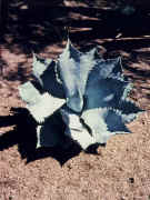 Arizona the cactus state