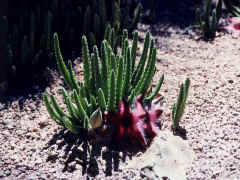 Arizona the cactus state