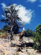 Bryce Canyon - dead tree