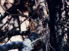 Bryce Canyon - squirrel