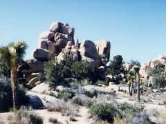 Josua Tree - rocks