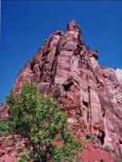 Zion NP - Rock