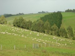 Schafe, Schafe, Schafe..., Catlins coast Schafe, Schafe, Schafe..., Catlins coast