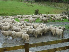 Schafe, Schafe, Schafe..., Catlins coast Schafe, Schafe, Schafe..., Catlins coast