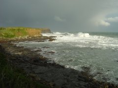Curio bay, Catlins coast Curio bay, Catlins coast