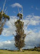 Interessanter Baum, nrdlich von Te Anau