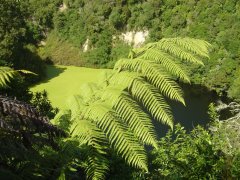 Smaragdteich, Waimangu volcanic valley, bei Rotorua Smaragdteich, Waimangu volcanic valley, bei Rotorua