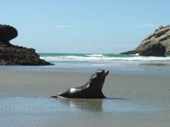 Seelöwe am Wharariki beach Seelöwe am Wharariki beach